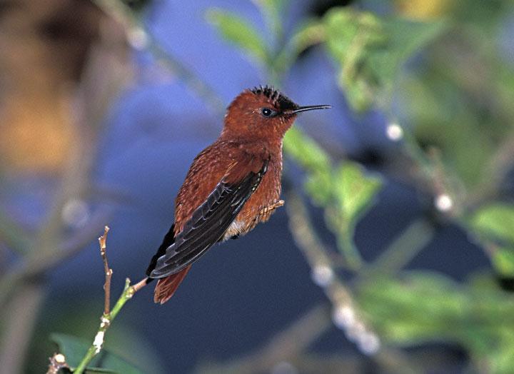 Sephanoides