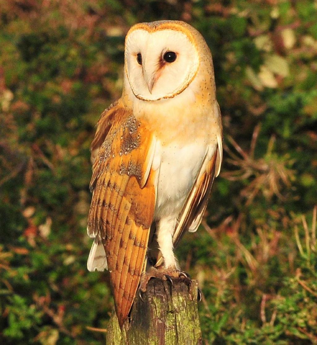 Tyto alba