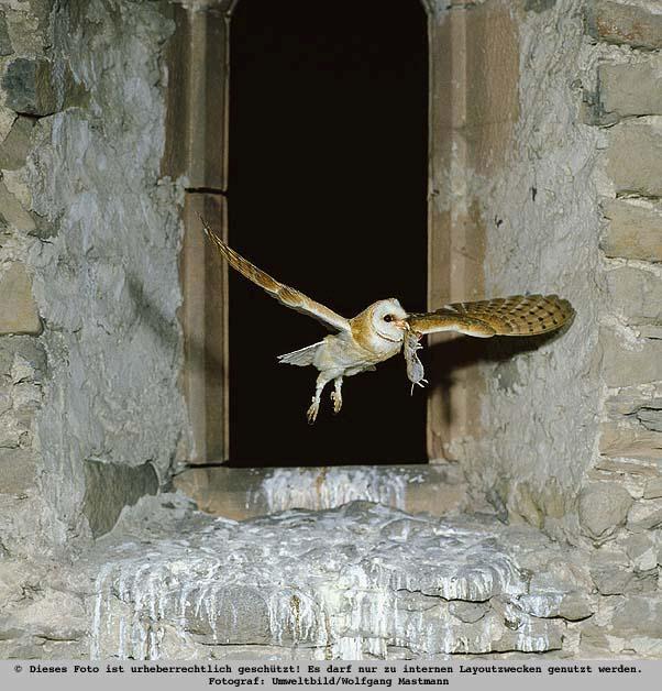 Tyto alba