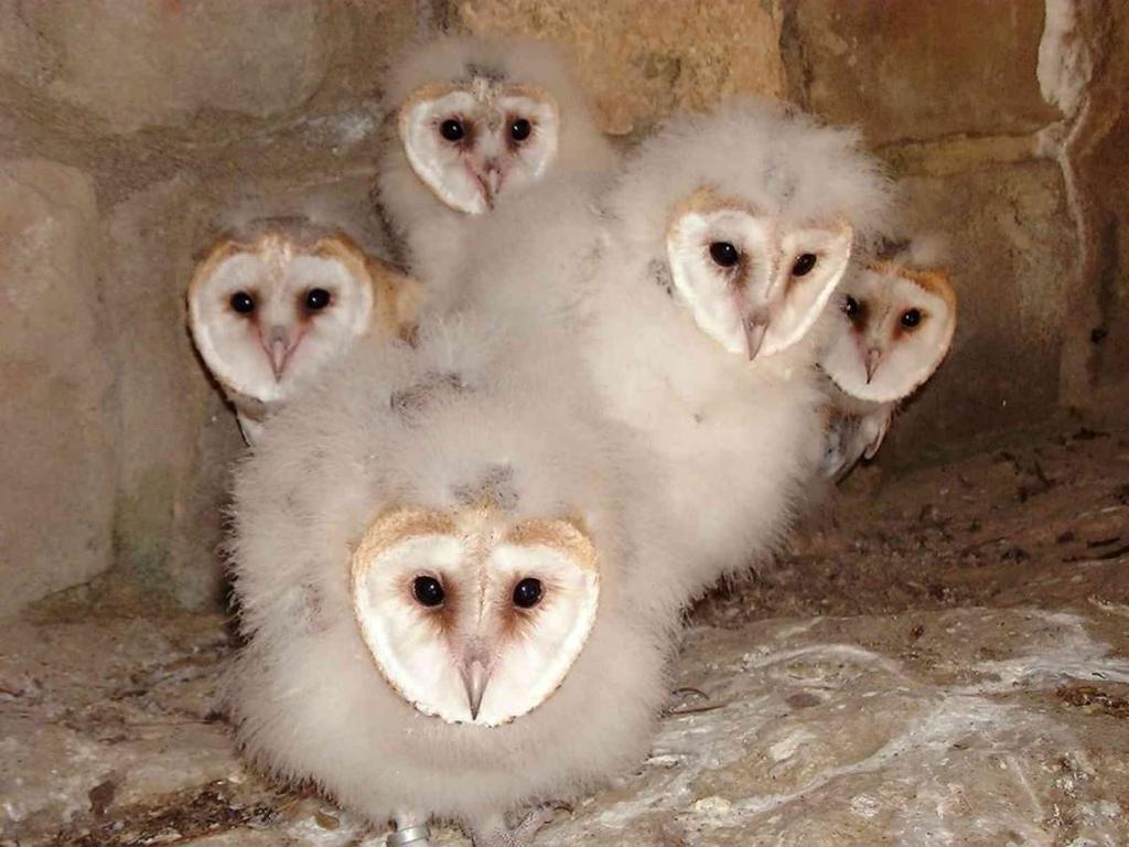 Tyto alba