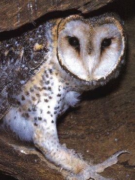 Tyto