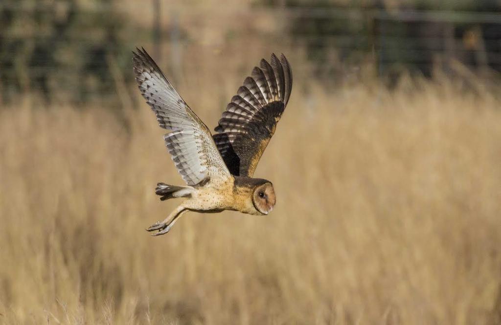 Tyto