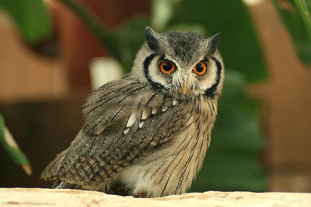 Ptilopsis