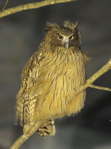 Bubo