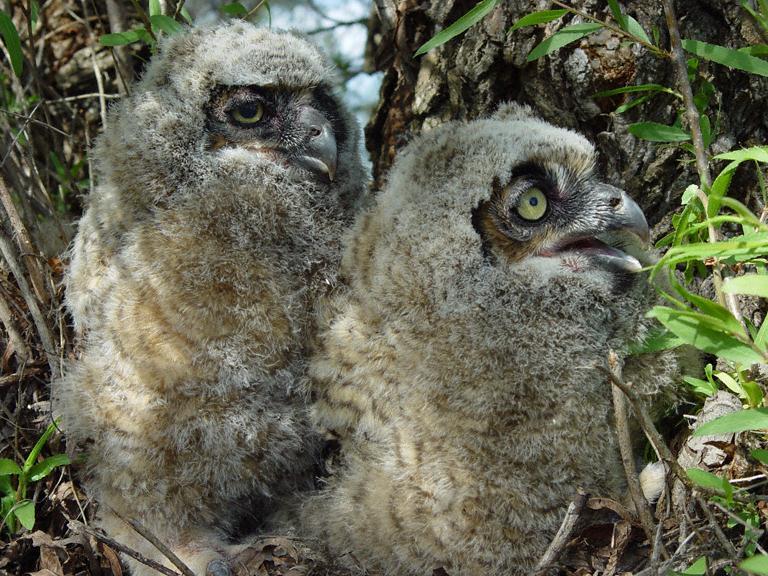 Bubo
