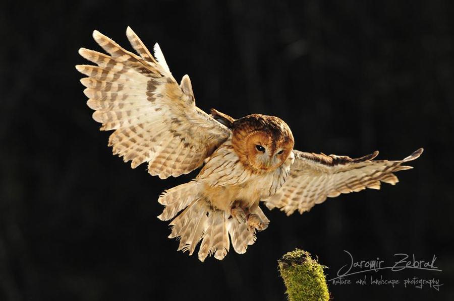 Strix aluco