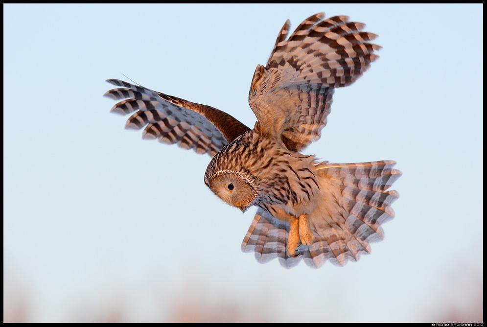 Strix uralensis