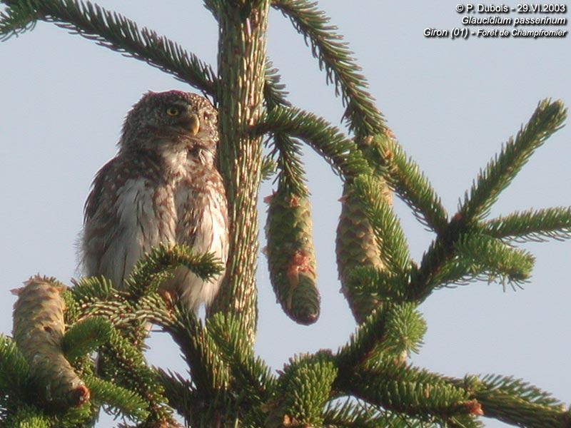 Glaucidium