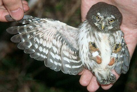 Glaucidium
