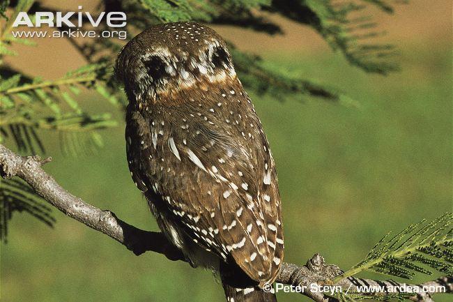 Glaucidium
