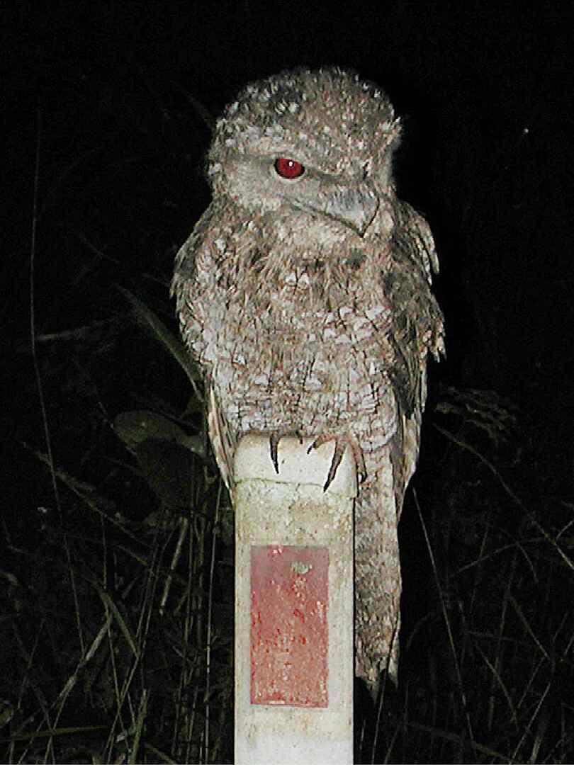 Podargus