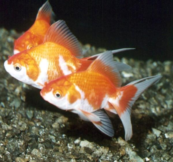 očko), Poecilia reticulata
