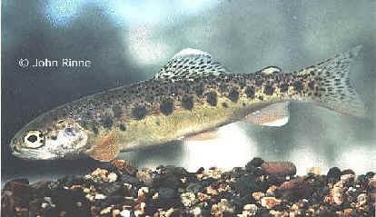 Brachydanio rerio) Karas
