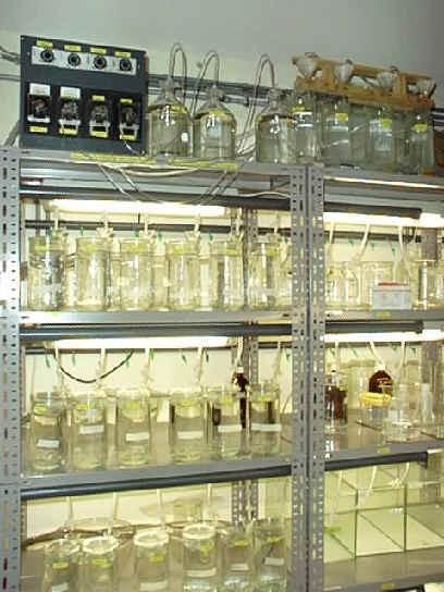 Experimentální