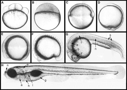 ZFET - Zebřička, zebrafish (Danio rerio) -Obecně velmi významný