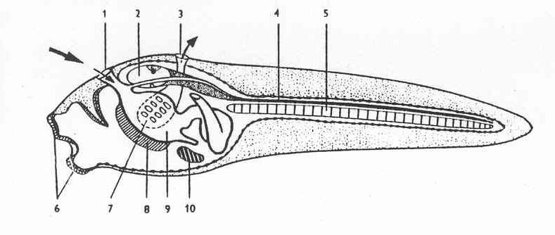 Larva Pulcovitý tvar, odlišná morfologie (přijímací otvor výše na přídi těla, pod ním přichycovací papila, střevo ústí na boku nebo spodní části těla.