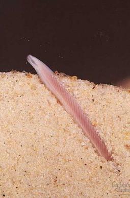 Kopinatec plţovitý - malý mořský živočich (do 7 cm) je přes den je zahrabaný v pobřežním písku, v noci vyplouvá a u dna se živí mikroskopickou potravou.
