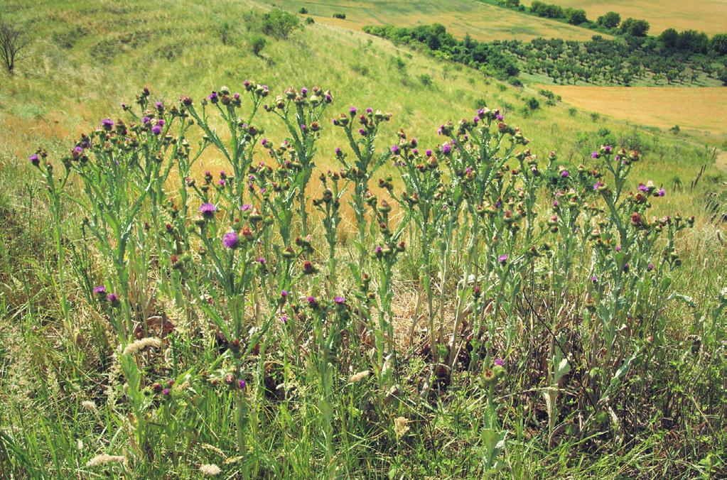 Obr. 104. Carduo acanthoidis-onopordetum acanthii. Ostropes trubil (Onopordum acanthium) vytváří porosty na opuštěných agrárních terasách v Ječmeništi na Znojemsku. (Z. Lososová 2008.) Fig. 104. Stands of Onopordum acanthium on abandoned agricultural terraces in Ječmeniště, Znojmo district, southern Moravia.