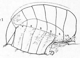 C laparostiktní - dobře e vyvinutá tykadla a nohy - urogomphi chybí *Lucanidae Biologie: primárn rně přizpůsobeni k životu Passalidae v zemi (hrabání); diferenciovnaná