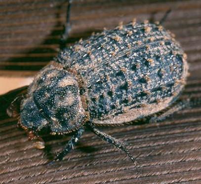 (3) TROGIDAE (hlod( hlodáčovití) - menší rozměry, ry, uniformní vzezřen ení - kompaktní jednobarevně tmavé tělo - dorzáln lní strana
