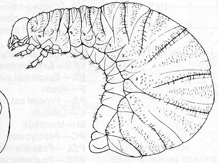 (6) GEOTRUPIDAE (chrob( chrobákovití)