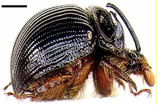 (Odonteus, Bolbelasmus), zelené části