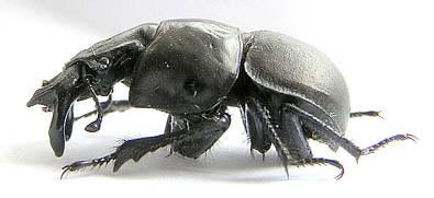 trusu (apod.