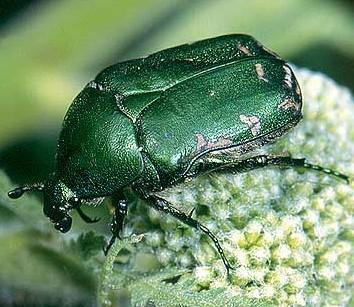 (7) SCARABAEIDAE (vrubounovit( vrubounovití) - tělo klenuté, často sexuáln lní dimorfizmus, ale ne na md (L-dae dae) - tykadla s 8-108 čl.