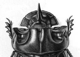 Coprinae