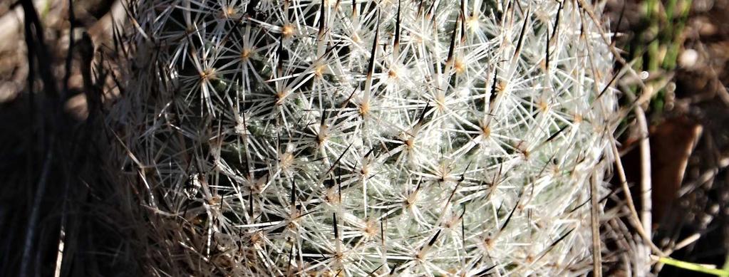 rozšířen na území mexických států Coahuila, Nuevo