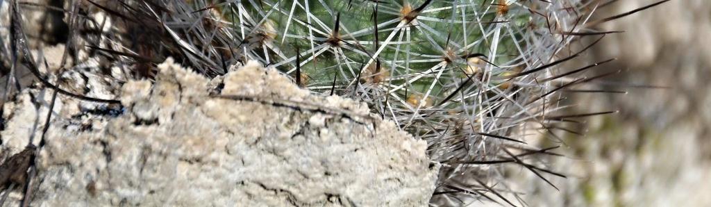 Schumann Gymnocactus beguinii (F. A. C. Weber ex K. Schumann) Backeberg Neolloydia beguinii (F. A. C. Weber ex K. Schumann) Britton & Rose Neolloydia glassii Doweld Thelocactus beguinii N.