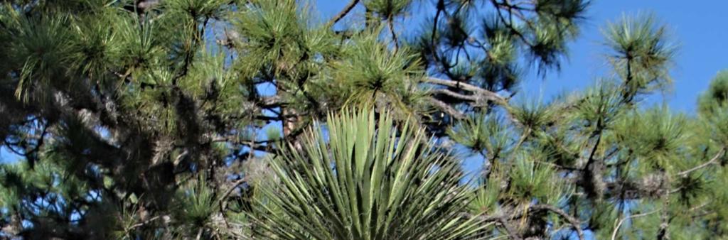 Lüthyho: Einige neue Kakteen - Namen přeřazení druhu beguinii jako subspecie druhového jména mandragora (Turbinicarpus mandragora ssp. beguinii (N. P.