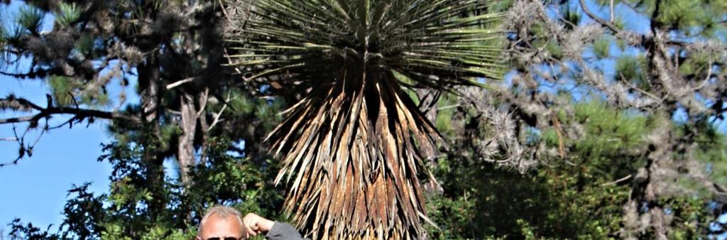 V Mexiku se do městečka Galeana většinou jezdí za geohintoniemi a Aztekiem hintonii. A přitom kousek za Galeanou je jedno ze stanovišť Gymnocactus beguinii.