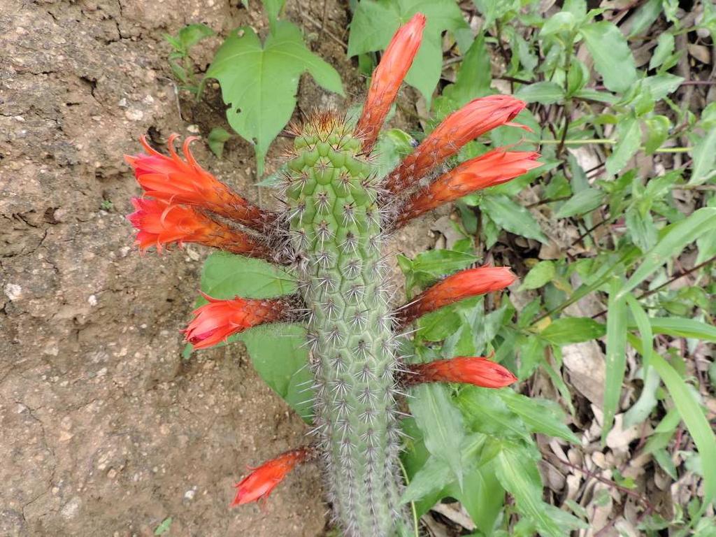 Borzicactus