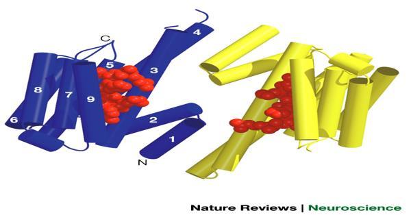Elektrochemická a spektrální studie 14-3-3 proteinu, Jozef Hritz