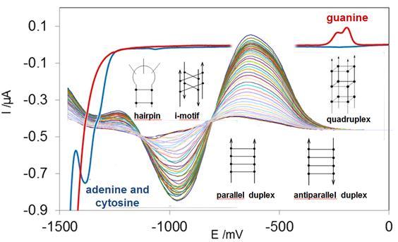 Elektrochemická a spektrální studie krátkých oligonukleotidů REDOX Signály Mechanismus Vliv struktury STRUKTURA Roztok vs. elektroda Primární a sekundární Elektrochemie vs.