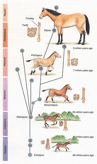 Evoluce