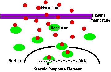 Mechanismus působení hormonů Lipofilní hormony (steroidy, hormony štítné žlázy) OH