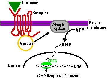 Mechanismus působení hormonů Hydrofilní hormony (peptidové hormony, katecholaminy) aktivace specifických bílkovin v buňce HO OH HO HN