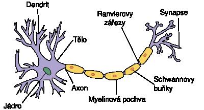 Neurotransmitery Neurotransmitery lokální hormony vylučované v nervových