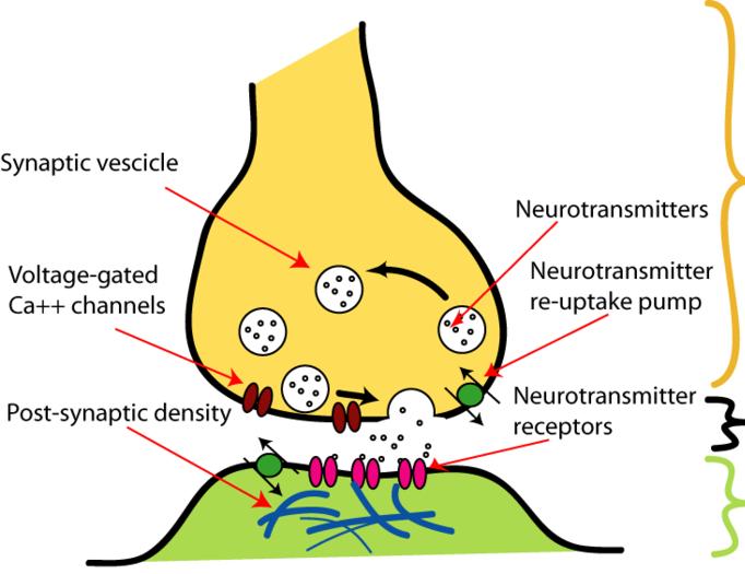 Neurotransmitery Synaptická transmise Zakončení