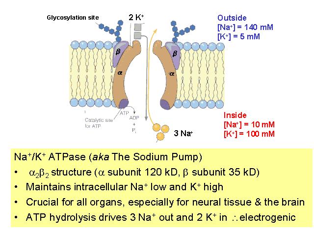 Na+/K+ ATPasa (aka sodíková pumpa ) 2 2 struktura ( podjednotka 120 kd, podjednotka 35 kd) udržuje uvnitř buňky nízkou