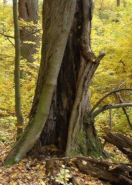 natých i smíšených lesích, který se vyvíjí převážně ve vrbách, topolech, břízách a dubech. Ampedus pomorum (Herbst, 1784) Hluboká, vrch Poustevna (5945), 14.VI.2013, 1 ex., VT. Jesenice (58-5946), 25.