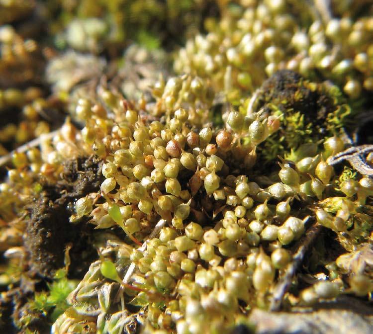 Pyramidula tetragona [CR] Podhradí nad Dyjí, PP Bau, skalní ostrožna asi uprostřed rezervace, 48 54 27 N, 15 41 46 E, 410 m n. m., 2. 4. 2011, leg. E. Mikulášková, J. Kučera, S. Kubešová.