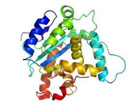 Močovina (urea) je konečným produktem metabolismu bílkovin (aminokyselin) detoxikace NH 3 : Proteiny Aminokyseliny