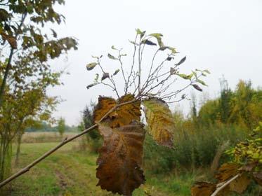 drsného (Ulmus glabra) 36 Diskolorace floému jilmu