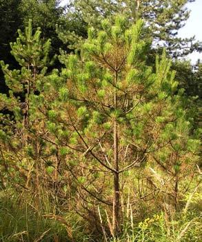 (Pinus ponderosa) 52 50 Červená