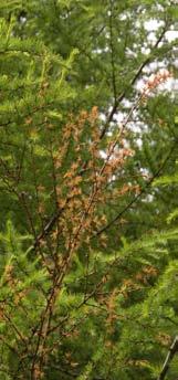 ramorum 54 Spála výhonu Notholithocarpus densiflorus způsobená P.