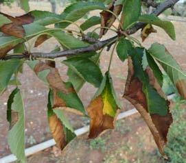 obecné (Prunus avium) 63 Příznaky  fastidiosa