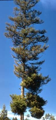 douglasii na douglasce tisolisté (Pseudotsuga